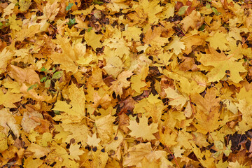 Maple yellow leaves in the autumn sunny forest