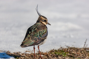 Northern Lapwing (Vanellus vanellus) feeding perched on snow