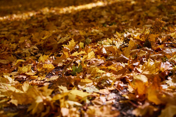Maple yellow leaves in the autumn sunny forest