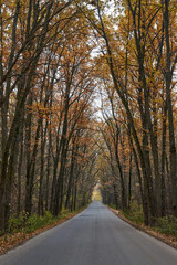 Asphalt road going through the autumn forest