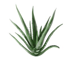 Watercolor cactus, aloe vera isolated on a white background