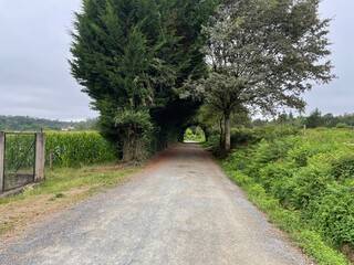 path in the garden