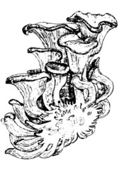 vector realistic black art of oyster mushrooms