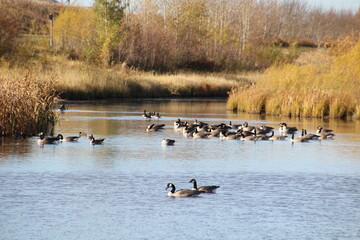 Gathering Geese, Pylypow Wetlands, Edmonton, Alberta