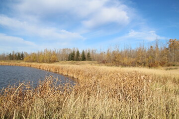 Edge Of The Wetlands, Pylypow Wetlands, Edmonton, Alberta
