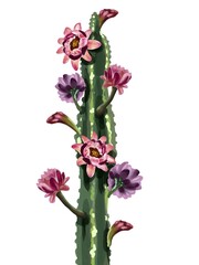 Watercolor cactus in flowers. Isolated on a white background