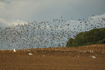 Möwen und Stare auf einem Feld auf der Insel Rügen