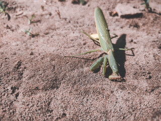 grasshopper on the ground