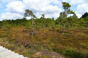 Schwarze Moor in der Rh&ouml;n am Dreil&auml;ndereck