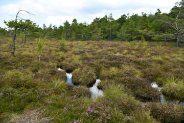 Schwarze Moor in der Rhön am Dreiländereck