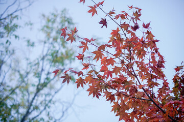 紅葉