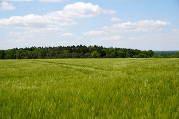 Fototapeta premium Autumn colors in different panorama shots in green and brown tones along the Danube near Bavaria