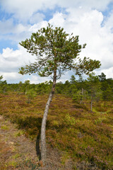 Schwarze Moor in der Rhön am Dreiländereck