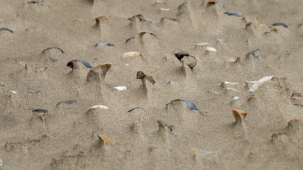 Wet sand with shell at beach coastline texture background.summer concept
