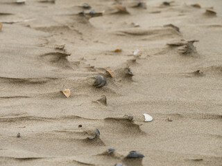 Wet sand with shell at beach coastline texture background.summer concept
