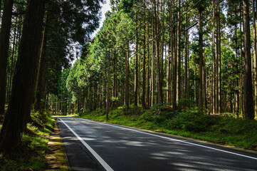 Fototapeta premium 森林に通る道 富士裾野線