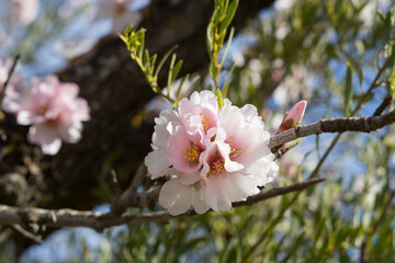 pink and white flowers beautiful almond tree in bloom mediterranean agriculture in spring