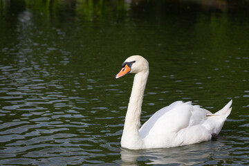 white swan floating in the pool.