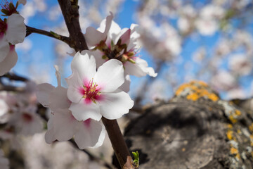 white and pink flowers beautiful almond tree in bloom mediterranean agriculture in spring