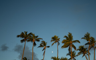 Fototapeta na wymiar palm trees against blue sky with moon in background leaves of palms blowing in the wind on a windy day on a beach vacation in Dominican Republic in the Caribbean 