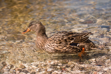 Femmina di germano realeIl germano reale è un uccello della famiglia degli Anatidae noto in Italia anche come capoverde. Viene considerato il capostipite della maggior parte delle razze domestiche.