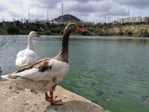 View of a beautiful ducks in the La barrera lake in Malaga, Spain.