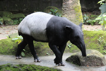 Naklejka premium Tapir