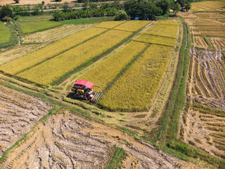 Fototapeta premium Traditional Thai harvesting tractor machine at rice field