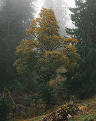 Herbstlicher Baum auf dem Bodenschneid