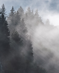 Die Sonne scheint durch Nebel im Wald
