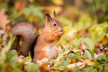squirrel in autumn , yellow park with fallen leaves, concept autumn nature preparation for winter, redhead little beast in the forest