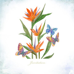 Fototapeta na wymiar vintage shabby chic card with colorful strelitzia flowers and butterflies. watercolor painting