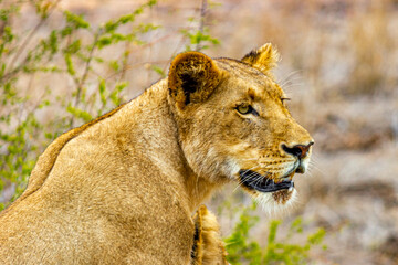 Lion at safari in Mpumalanga Kruger National Park South Africa.