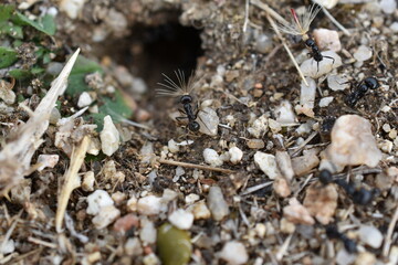 Hormigas llevando semillas plumosas al hormiguero