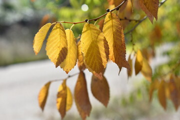 El color del otoño (hojas de árbol)