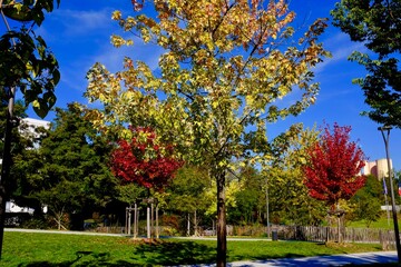ARBRE LYONNAIS AUTOMNE