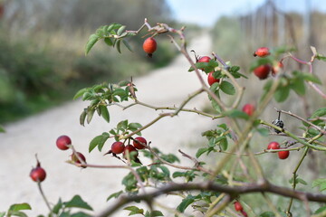 Bayas de rosa de mosqueta en la vereda de un camino