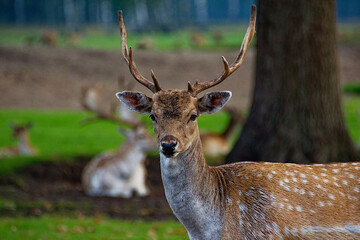 Close-up of a roe deer head in farm. Jelgava, Latvia.