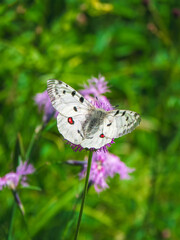 Beautiful Apollo Butterfly - Parnassius apollo, rests on a flower on a green grass background. Vertical view.