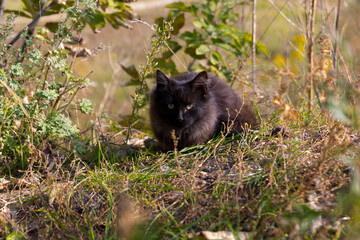 A black homeless cat is hiding and lying in the forest among green grass and trees.