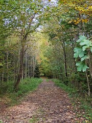 path in the forest