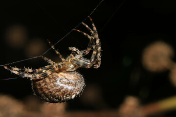 Garden Spider on Web Close Up and Scary