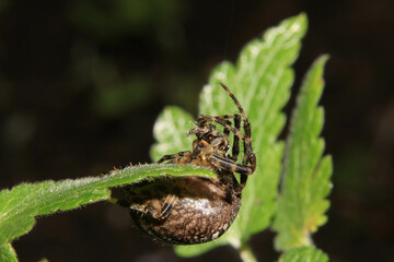 Garden Spider on Web Close Up and Scary