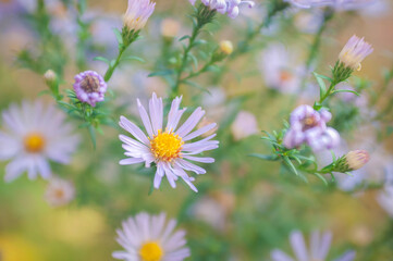 aster