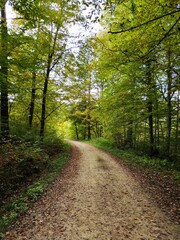 path in the woods