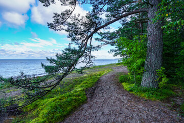 Path along the unspoilt beach among trees with fallen branches. Estonia.