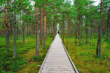 Wood plank path in the forest and man walking in the background.
