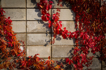Red, purple autumn ivy vine leaves on the background of a stone wall made of blocks.