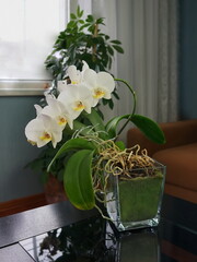 White orchid on a black table.  Tropical phalaenopsis in a glass vase. Home flowers in the room.