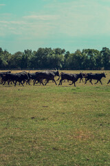 Manadiers work in the meadows with Camargue bulls from breeding in Camargue, France
